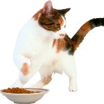 猫は何も食べていない 猫は何も食べていない
