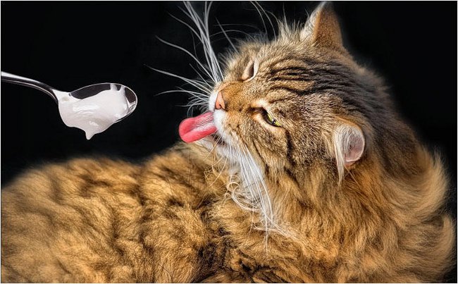 猫は何も食べていない