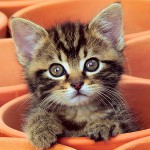 子猫くしゃみ：何をすべきか？