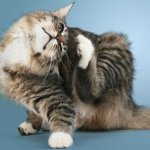 猫の皮膚病