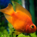 あなたの水族館の赤いオウム あなたの水族館の赤いオウム