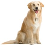犬の偽妊娠