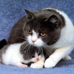 猫の乳房炎