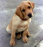 犬の乳房炎 犬の乳房炎