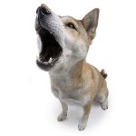 犬の訓練 犬の訓練