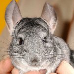 チンチラの色