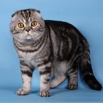 スコットランドの猫の色 スコットランドの猫の色