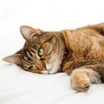 猫の中毒