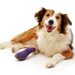 犬の骨折