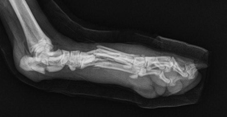 犬の骨折：骨折の症状と治療
