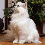 ペルシャ語チンチラ