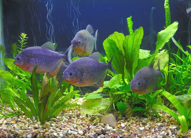 あなたの水族館のピラニア