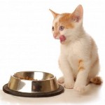 子猫に餌を与える。子猫に何を与える？