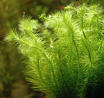 なぜ水族館の植物は苦しんでいますか? なぜ水族館の植物は苦しんでいますか?