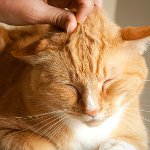 なぜ猫はひどいですか？