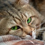 猫の皮下ダニ