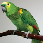 オウムの下痢