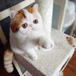 猫の繁殖