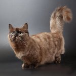 猫の品種：マンチカン