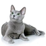 猫の飼育ロシアの青 猫の飼育ロシアの青
