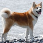 犬の品種:秋田犬 犬の品種:秋田犬