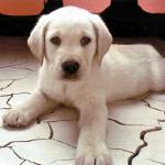 アリバイ犬の品種