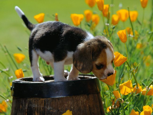 ビーグル犬の繁殖