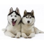 ハスキー犬の品種 ハスキー犬の品種