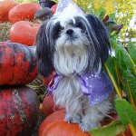 Shih Tzu犬の繁殖
