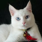 白い猫の品種