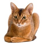 猫の品種：アビシニアンの猫