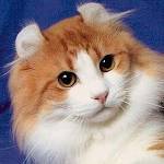 猫の品種：アメリカンカール