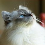 猫の品種：ビルマの猫