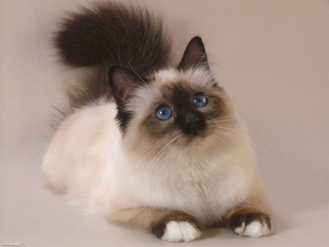 猫の品種：ビルマの猫