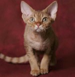 猫の品種：デボン・レックス
