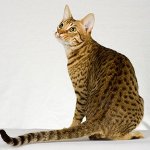 猫の品種:ocicat 猫の品種:ocicat