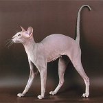 猫の品種:サンクトペテルブルク・スフィンクス 猫の品種:サンクトペテルブルク・スフィンクス