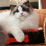 猫の品種：ラグドール