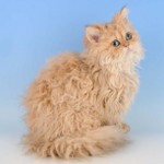 猫の品種：Selkirk rex