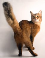 猫の品種：ソマリアの猫