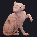 猫の品種：ウクライナの寓話