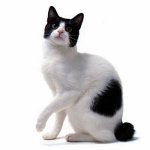 猫の品種：日本のボブテール