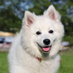 犬の品種:アメリカスピッツ 犬の品種:アメリカスピッツ