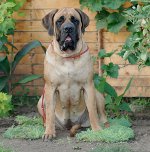 犬の品種：英語マシュティフ