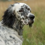 犬の品種：英語セッター