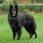 犬の品種：ベルギーの羊飼い犬Grunendal