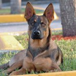 犬の品種:ベルギーのシェパード・マリノス 犬の品種:ベルギーのシェパード・マリノス