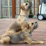 犬の品種：ボーダーテリア