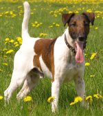 犬の品種:スムーズな髪のキツネのテリア 犬の品種:スムーズな髪のキツネのテリア
