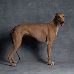 犬の品種：グレイハウンド